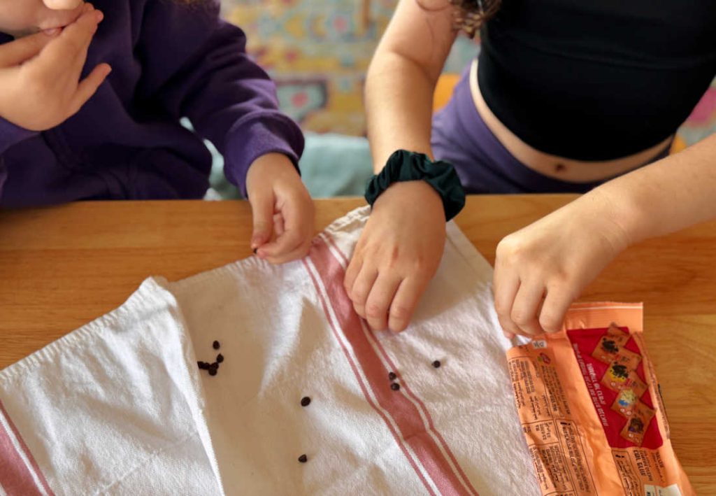 עוגיות שוקולד צ׳יפס